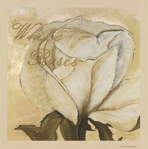 Ein Bild einer weißen Rose, von Heidi Gerstner.